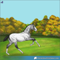 Horse Color:Blue Roan Frame Snowcap