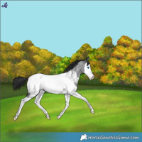 Horse Color:Blue Roan Splash Near Fewspot 