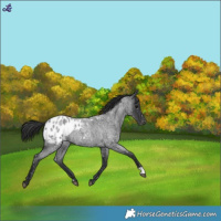 Horse Color:Blue Roan Blanket 