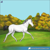 Horse Color:Blue Roan Near Fewspot 