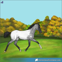 Horse Color:Blue Roan Near Fewspot