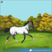 Horse Color:Blue Roan Snowcap 