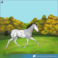 Horse Color:Blue Roan Splash Blanket