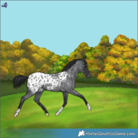 Horse Color:Blue Roan Blanket 