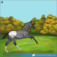 Horse Color:Blue Roan Snowflake Varnish