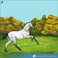 Horse Color:Blue Roan Near Fewspot 