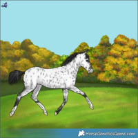 Horse Color:Blue Roan Near Leopard