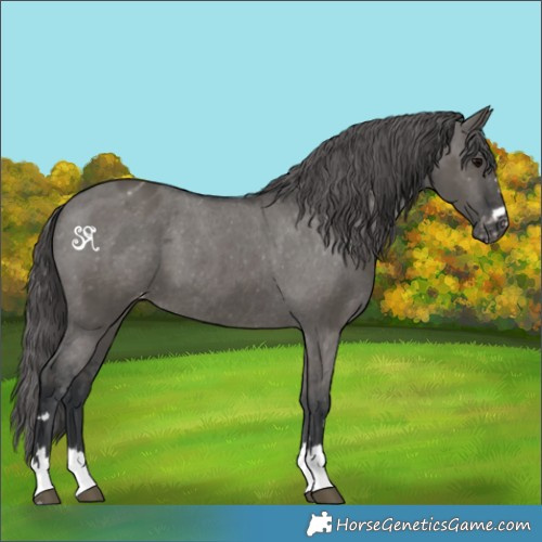 Horse Color:Grullo Appaloosa