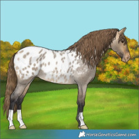 Horse Color:Buckskin Roan Dun Appaloosa 