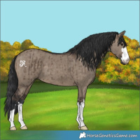 Horse Color:Brown Dun Brindle 