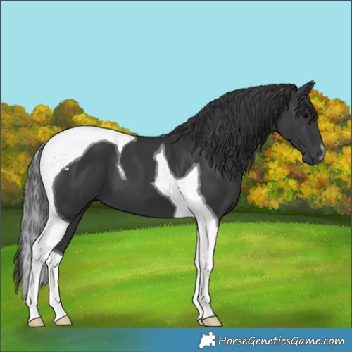 Horse Color:Black Tobiano 