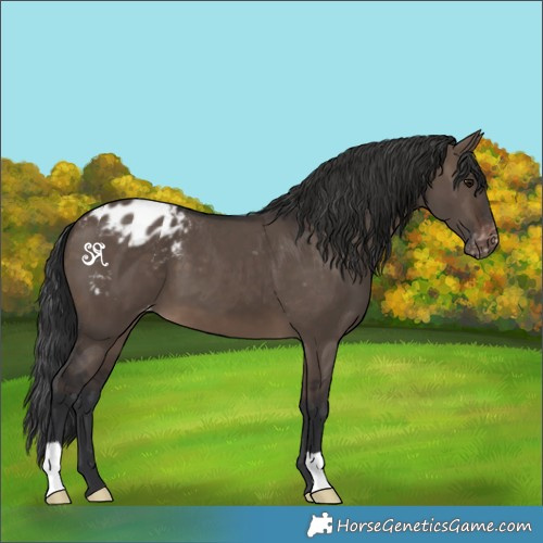 Horse Color:Brown Dun Appaloosa 