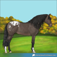 Horse Color:Brown Dun Appaloosa 