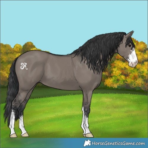 Horse Color:Grullo Sabino 