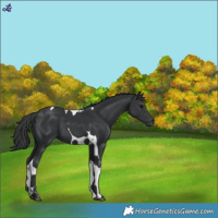 Horse Color:Black Tobiano
