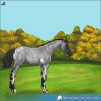 Horse Color:Blue Roan Tobiano Rabicano
