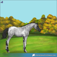 Horse Color:Blue Roan Tobiano