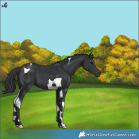 Horse Color:Black Tobiano