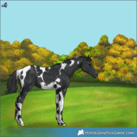 Horse Color:Black Tobiano