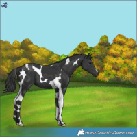 Horse Color:Black Tobiano