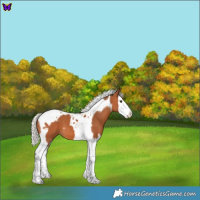 Horse Color:Silver Bay Splash Tobiano