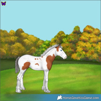 Horse Color:Bay Splash Tobiano