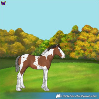 Horse Color:Bay Splash Tobiano 