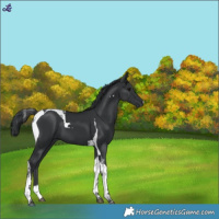 Horse Color:Black Tobiano