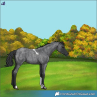 Horse Color:Blue Roan Tobiano