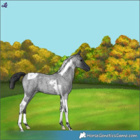 Horse Color:Blue Roan Tobiano 
