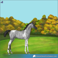 Horse Color:Blue Roan Tobiano