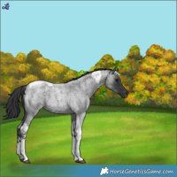 Horse Color:Blue Roan Tobiano