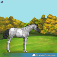 Horse Color:Blue Roan Tobiano