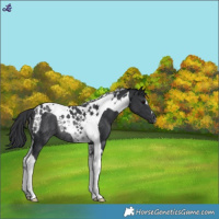 Horse Color:Black Tobiano Rabicano 