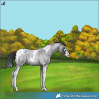 Horse Color:Blue Roan Splash Tobiano