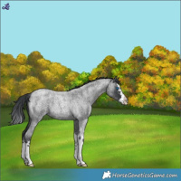 Horse Color:Blue Roan Splash