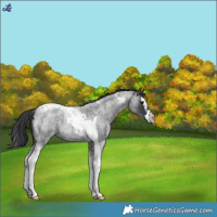 Horse Color:Blue Roan Splash Tobiano