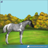 Horse Color:Midnight Smoky Blue Roan Tobiano Rabicano
