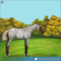 Horse Color:Midnight Palomino Roan