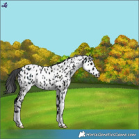 Horse Color:Midnight Black Near Leopard Rabicano 