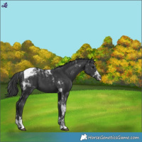 Horse Color:Black Tobiano