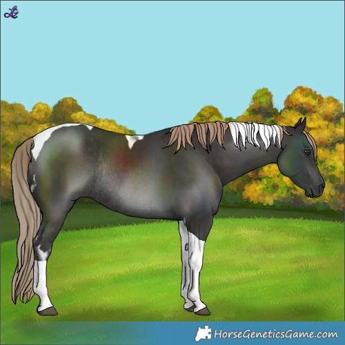 Horse Color:Liver Chestnut Tobiano Rabicano 