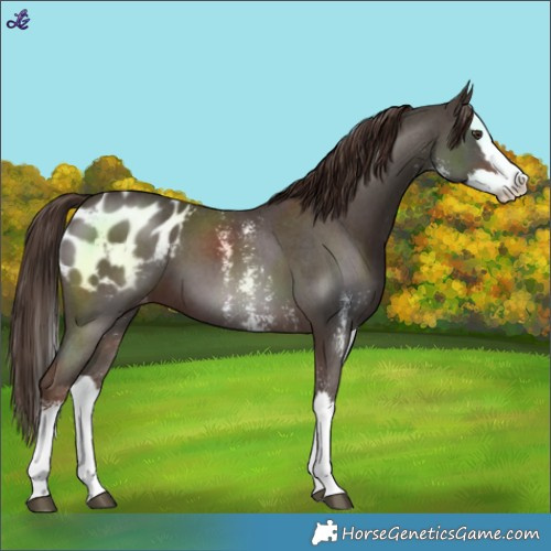 Horse Color:Liver Chestnut Sabino Splash Blanket 