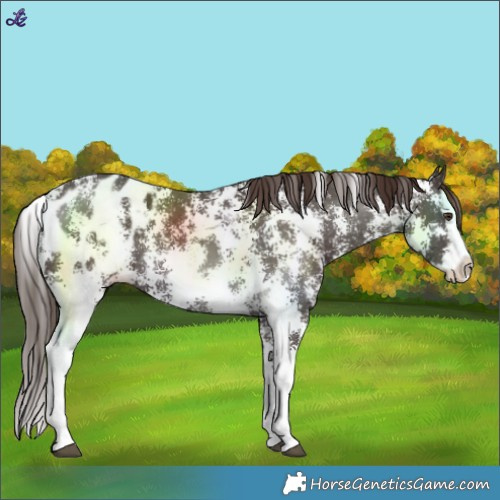Horse Color:Liver Chestnut Sabino Splash Blanket 