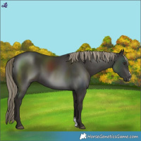 Horse Color:Liver Chestnut Sabino 