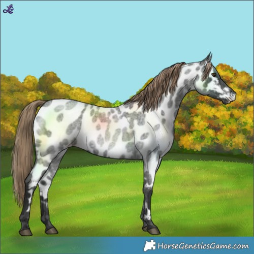 Horse Color:Liver Red Roan Near Leopard 