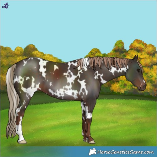 Horse Color:White Spotted Liver Chestnut 