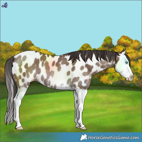 Horse Color:Liver Red Dun Splash Near Leopard Rabicano 