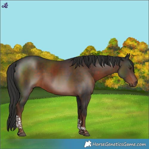 Horse Color:Liver Chestnut Tobiano Rabicano 