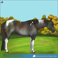 Horse Color:Liver Chestnut Tobiano 